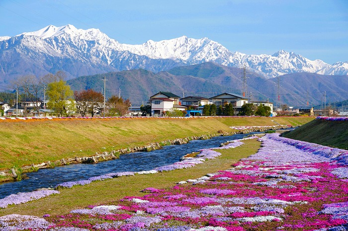 春の北アルプス、水田に映る山影